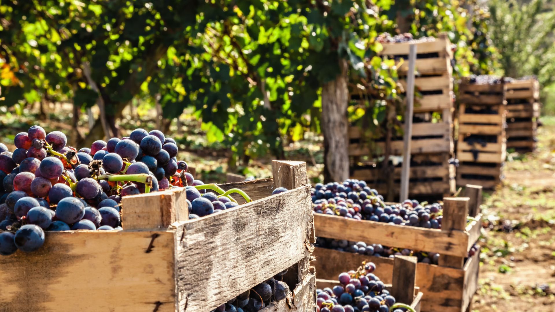 vendemmia periodo vendemmia periodo