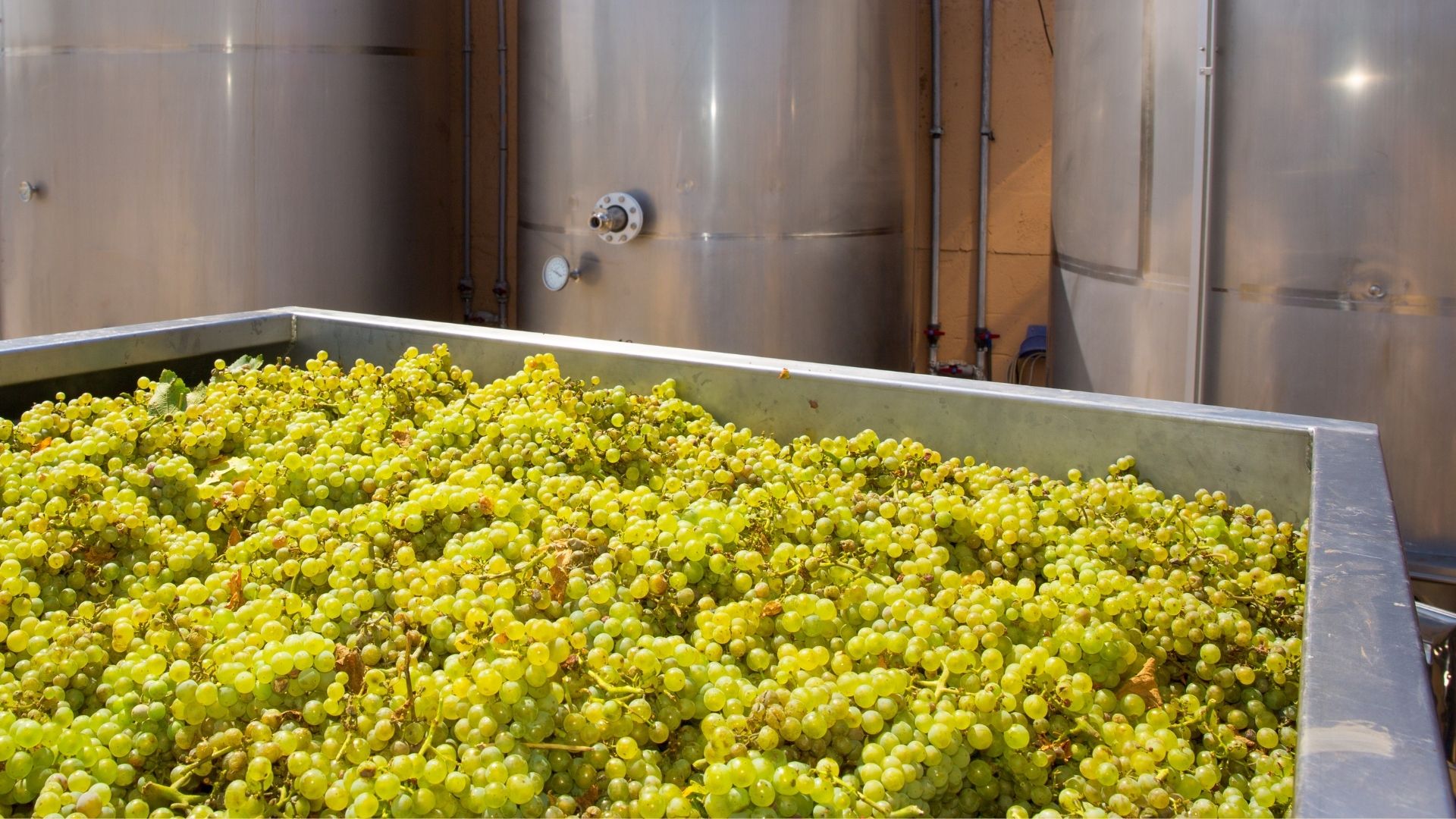 vinificare in bianco vinificare in bianco